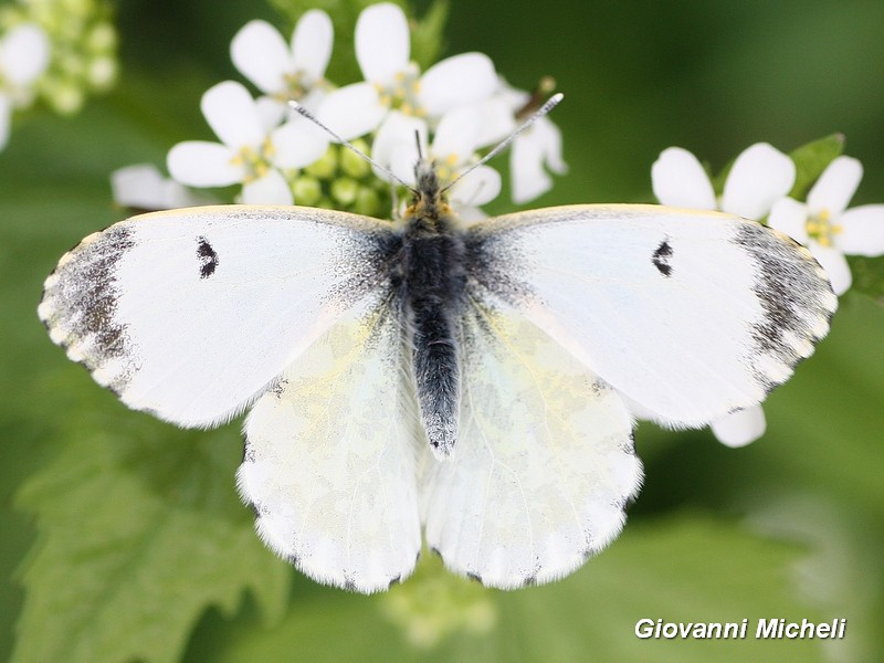 Anthocharis cardamines Pieridae